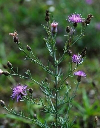 invasive national Park plant species spotted knapweed