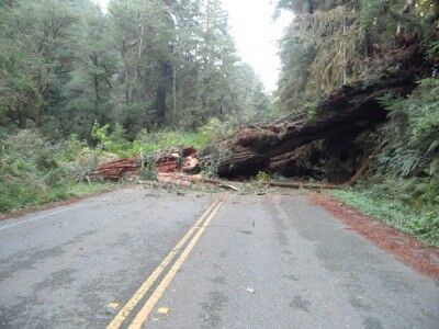 fallen giant redwood tree gets dynamited at Redwoods National Park