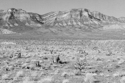 red rock canyon burro