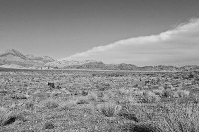 red rock canyon donkey