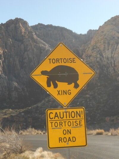 tortoise xing