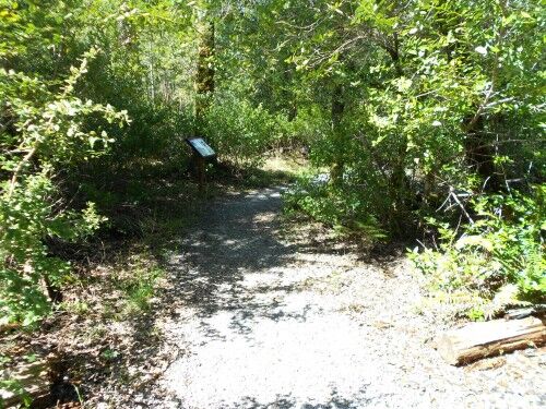 Darlingtonia trail