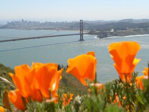 Hawk Hill California poppies