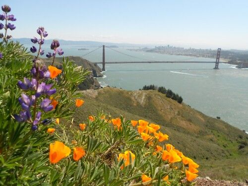 Hawk Hill wildflowers