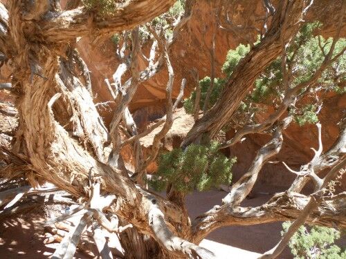 Navajo Arch Arches National Park