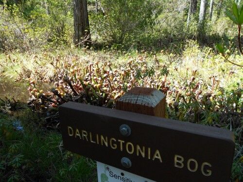darlingtonia bog