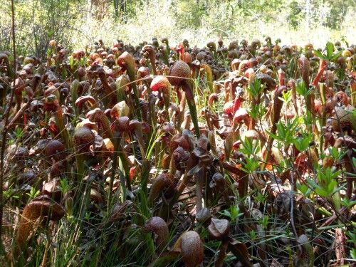 insect eating plants