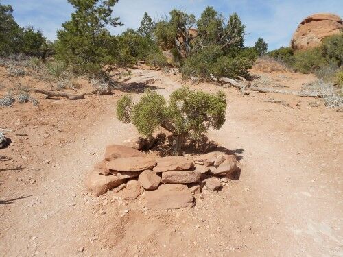 partition arch trail pine