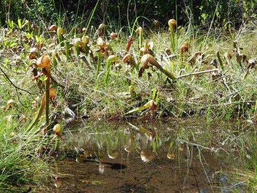 pitcher plants