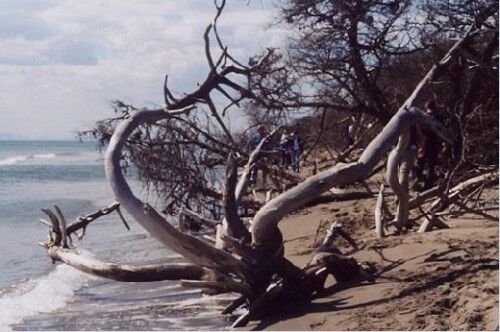 Uccellina Park beach