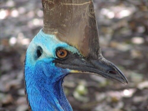 cassowary