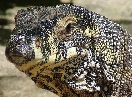 lace monitor