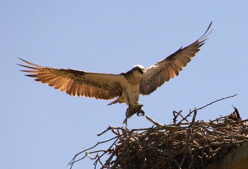 osprey osprey