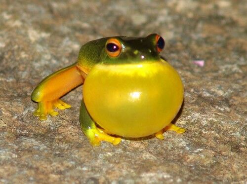 red eyed green tree frog