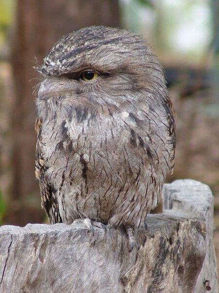 tawny frogmouth owl