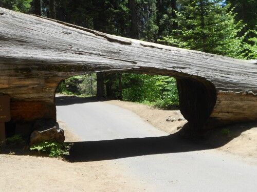 Tunnel Log at Sequoia national park