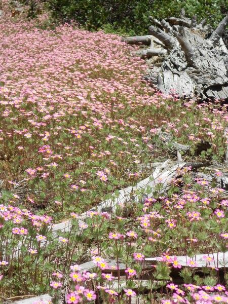 pink wildflowers Sequoia