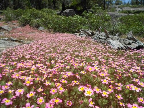 sequoia national park wildflowers