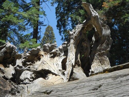 root system of Tunnel Log