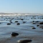 beach #1 Olympic National Park