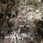 albino redwood tree at Henry Cowell state park