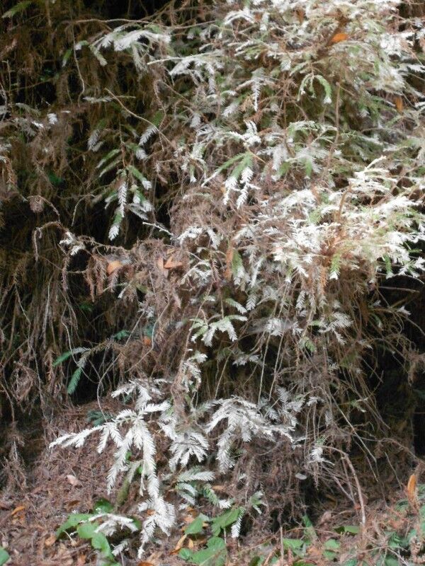 albino redwood tree at Henry Cowell state park