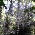 albino redwood tree