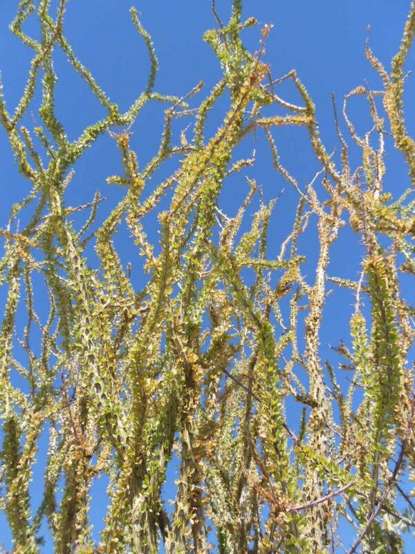 ocotilla branches