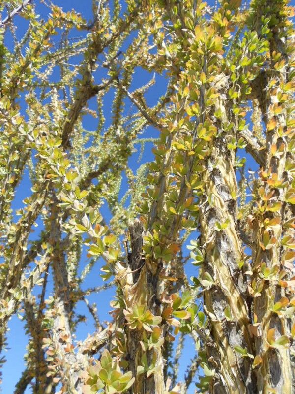 ocotillo leaves