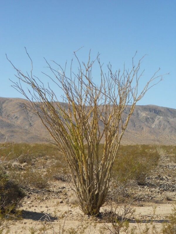 ocotilla shrub