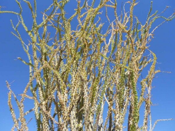 ocotillo