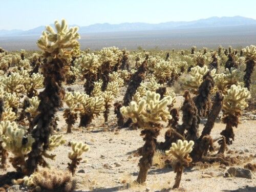 Cholla Cactus fire