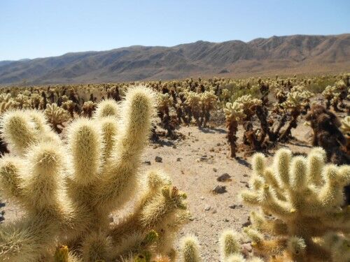 Cholla cactus garden Joshua Tree national park