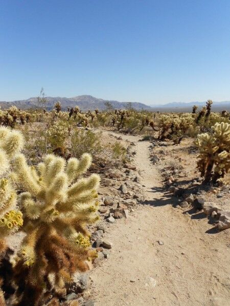 Cholla cactus garden path