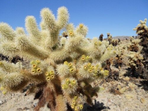 cholla cactus