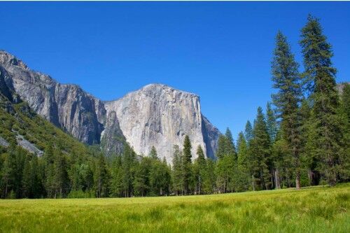 Yosemite national park meadow