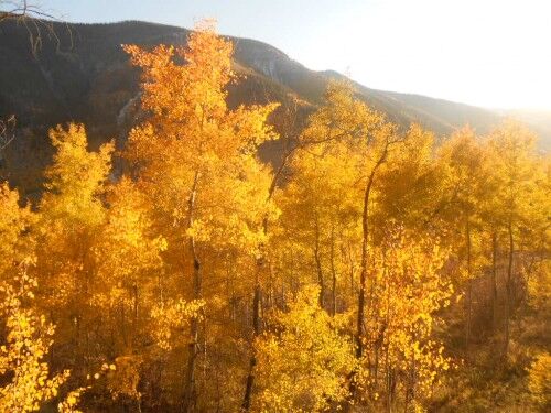 amazing aspen trees