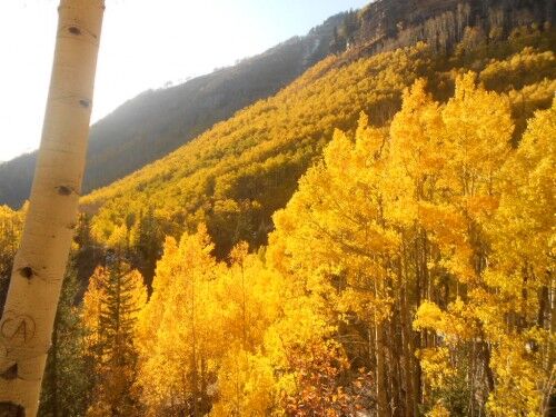 aspen changing color