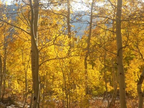 aspen grove