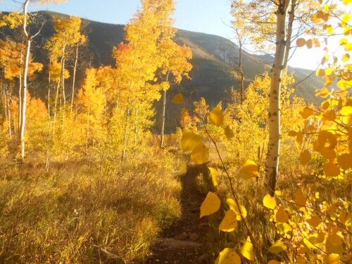 aspen on trail