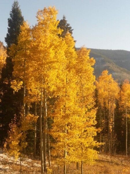 aspen tree golden