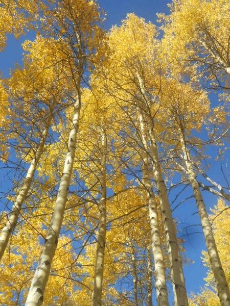 aspen trees