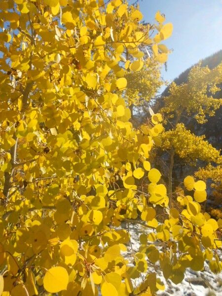 beautiful aspen tree