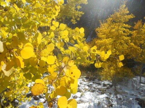 golden aspen closeup